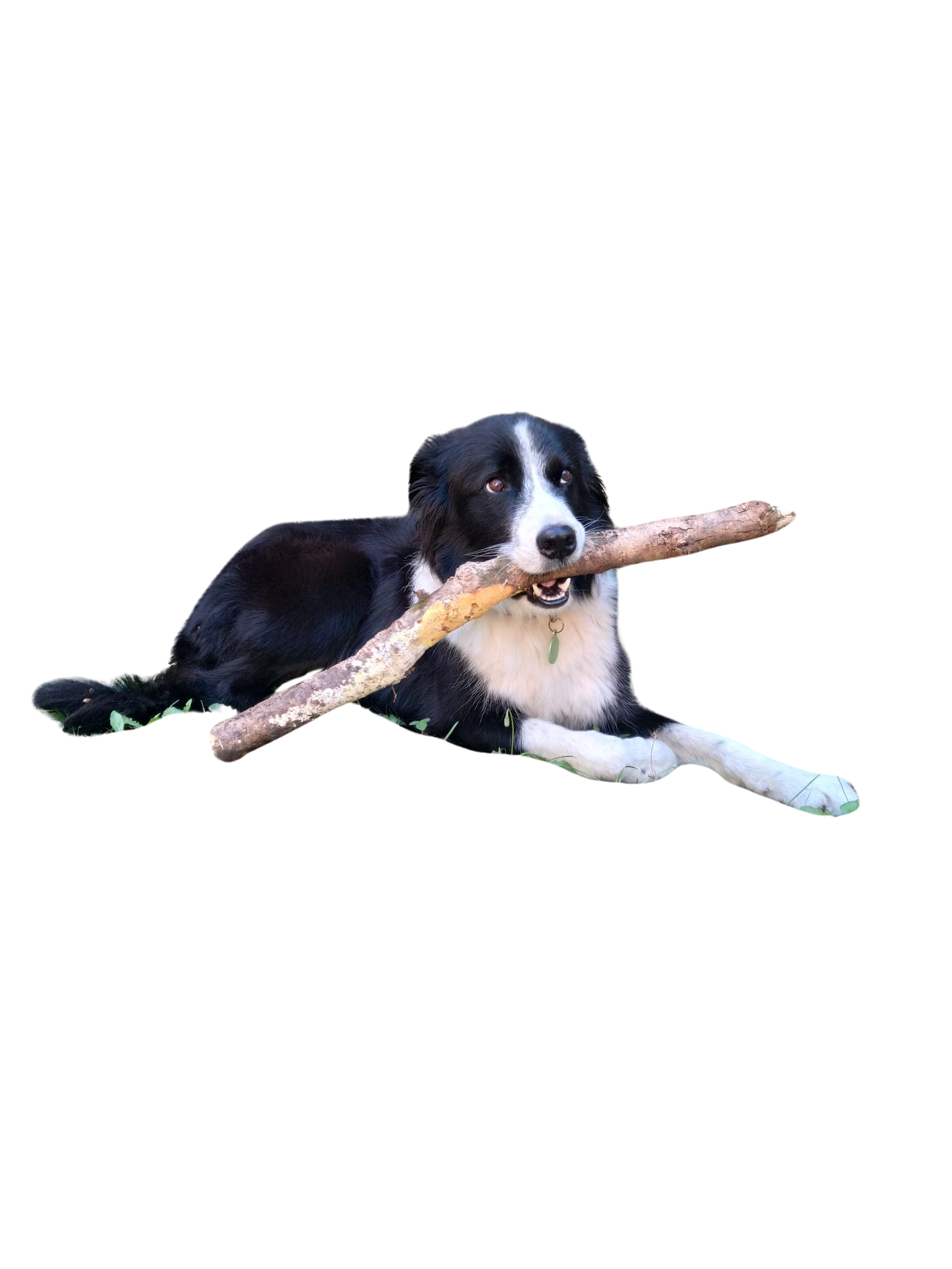 Pollux, notre chien et compagnon de voyage